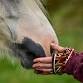 The Connection Piece at Derby College Equestrian event image