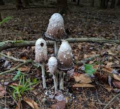 I found some funky mushrooms on my walk today! Shaggy Mane Outside My Window