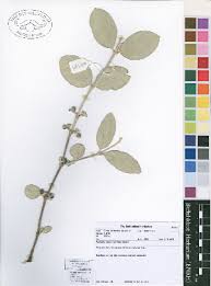 Image result for Fadogiella