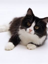 Black And White Tuxedo Cat Long Hair I Love Tuxedo Cats Animal Friends White Cats Domestic Cat Cats