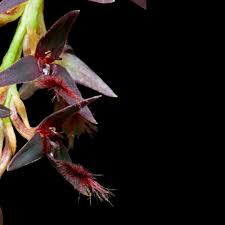 Image result for Bulbophyllum fuscum