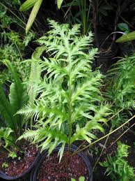 Image result for Drynaria volkensii