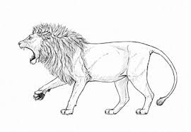 How To Draw A Roaring Lion Step By Step Animal Drawings Lion Illustration Roaring Lion
