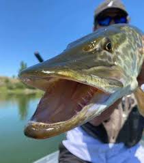 Check spelling or type a new query. Muskie Teeth Lots Of Toothy Facts And Pictures Strike And Catch