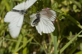 Helmigloor, joe pix and 75 more people faved this helmigloor 3y. Black Veined White Aporia Crataegi Linnaeus 1758