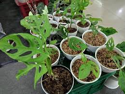 Mereka menggunaakan tanaman hias dalam pot indoor dengan alasan memberikan. Di Surabaya Harga Janda Bolong Mulai Rp 85 Ribu Sampai Rp 15 Juta Per Daun Kumparan Com