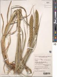 Image result for Setaria nigrirostris