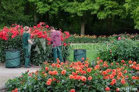 Gartenzubehör günstig in dresden kaufen ✓ gebrauchte und handgemachte artikel ✓ heimwerkerwaren in markt.de kleinanzeigen suchen oder kostenlos verbindung hergestellt. Grosser Garten Dresden Dahliengarten Landschaftsgartner Bei Der Arbeit Kaufen Sie Dieses Foto Und Finden Sie Ahnliche Bilder Auf Adobe Stock Adobe Stock