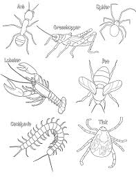 Arthopod Coloring Arthropods Activity Arthropods Insect Coloring Pages