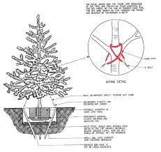 5 remove the bracing rope one year after installation. Tree Staking Instant Hedge Tree Care Instahedge