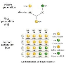 For example, we can predict the. Explain Mendel S Law Of Independent Assortment And How The 9 3 3 1 Phenotypic Ratio Among The F2 Of A Brainly Com