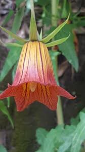 Image result for Canarina
