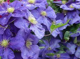 Check spelling or type a new query. Clematis General Sikorski Early Large Flowered Clematis