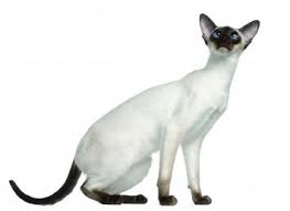 I would love the opportunity to introduce you to this exceptional breed and help you find your new best friend&perio. Siamese Cat Breed Profile Petfinder