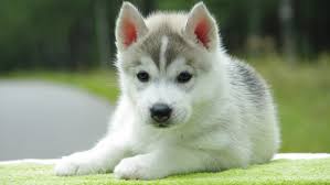 It's important to begin training at an early age if you want your puppy to behave. Puppy Cat Friends Husky Cute 1536x2048 Wallpaper Teahub Io