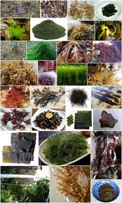 Food We Eat List Of Edible Seaweeds Edible Seaweed Foraged Food Wild Food