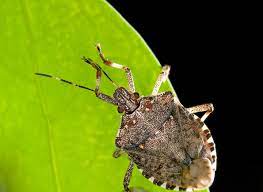 Adults can become a nuisance during the fall when large numbers of them congregate on and invade buildings in search of overwintering sites. Brown Marmorated Stink Bug Challenges Pest Control Strategies Wiscontext