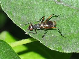 Image result for Tristachya viridiaristata