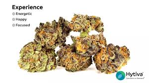 Maybe you would like to learn more about one of these? Driving Miss Daisy Strain Hybrid Cannabis Video Thc Terps Hytiva