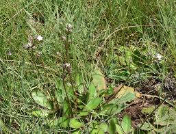 Image result for Alepidea