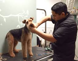 Maybe you would like to learn more about one of these? Pet Grooming Stress Free Cat And Dog Grooming Vancouver Wa