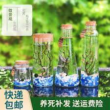 This however, is very misleading and untrue. Ornamental Fish Ecological Bottle Micro Landscape Free Water Change Diy Aquarium Office Desk Creative Landscape Betta Glass Tank