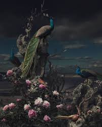 Peacock Limited Edition 2 5 Photograph Gorgeous Art Art Art Photography