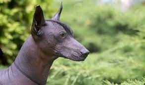 The coated variety has a full coat of hair that is short, sleek, and glossy. Xoloitzcuintli Dog Breed Information