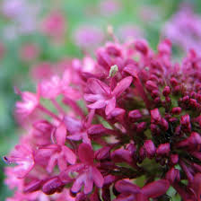 Image result for Centranthus