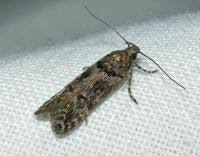 Image result for Teleiopsis diffinis