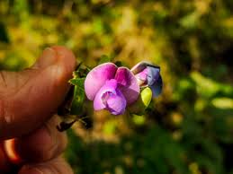 Image result for Dolichos sericeus