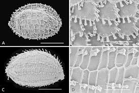 Image result for Scleria melanotricha