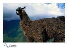 Camel facts this animal is well known for having a hump back and living in the desert, but did you know the camel is a very interesting animal? Camelidae Camels Llamas Alpacas Vicugnas Wildlife Journal Junior