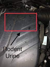 Check spelling or type a new query. Soy Based Wiring Lawsuits Update How To Prevent Rats From Eating Your Car Wires