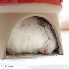 صور هامستر معلومات وانواع الهامستر hamster pictures animals hamster