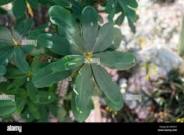 Image result for Oeceoclades decaryana