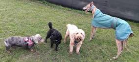 Vicky's Tails N Trails - Dog Walker - Pet Visits