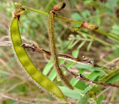 Image result for Tephrosia noctiflora