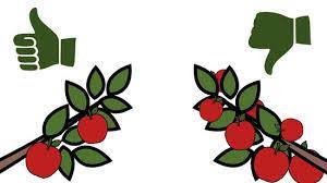 I'm here to tell you that you can, and i can show you how! How To Grow An Apple Tree From A Seed With Pictures Wikihow