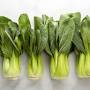 Profile Picture of What Is Bok Choy? - Allrecipeson Google