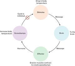 homeostatic feedback mechanisms course hero