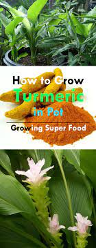 How To Grow Turmeric In Pot Growing Turmeric In Home Grow Turmeric Organic Vegetable Garden Growing Vegetables
