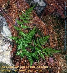 Image result for Asplenium adiantum-nigrum