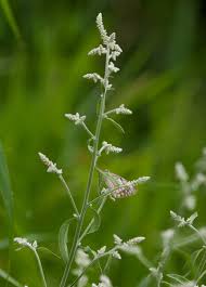 Image result for Aerva leucura