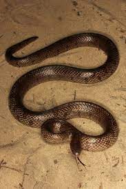 Mole Kingsnake Snake Reptile Snakes Lizard