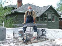Allstate in ocean city, maryland: Ocean City Animal Control Worcester County Md Wildlife Critters Removal Services Allstate Animal Control