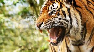 Download Wallpaper 1920x1080 Big Cat Tiger Face Teeth Anger Full Hd 1080p Hd Background Tiger Pictures Angry Tiger Tiger Wallpaper
