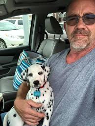 Juju Dalmatians Imagine Litter Puppy Blog