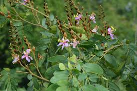 Image result for Baikiaea