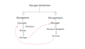 Carbohydrate Metabolism Glycogen Metabolism Simplybiotech